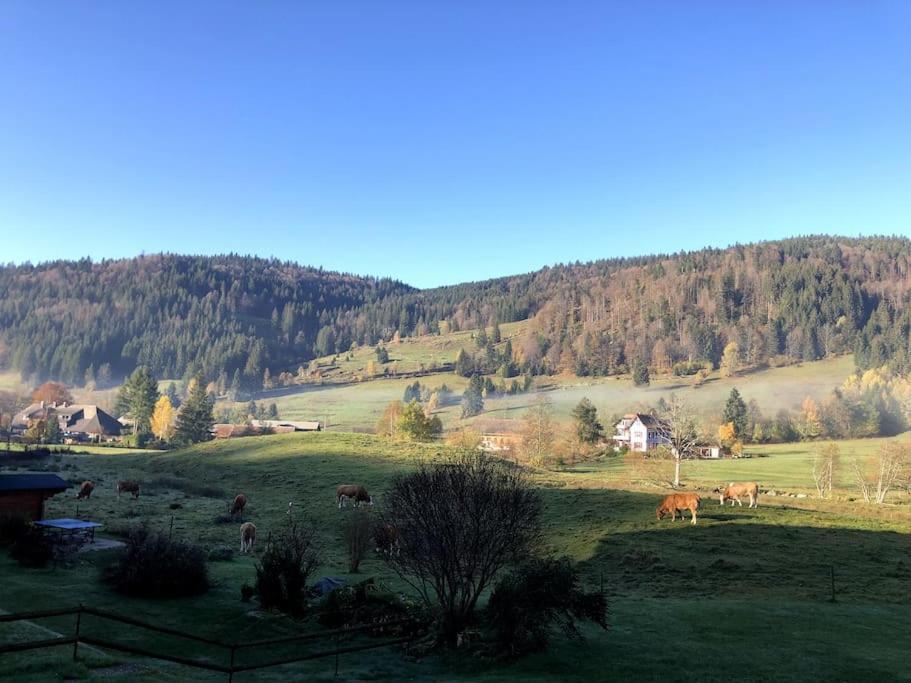 Appartement Schwarzwald Loft Menzenschwand-Hinterdorf Extérieur photo